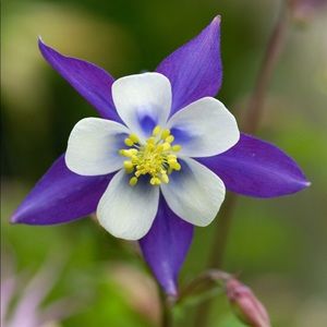 Meet your Posher, Michele